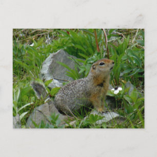 Parkee Squirrel, Unalaska Island Vykort