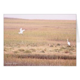 Parker River Wildlife Refuge: Plum Island Hälsningskort