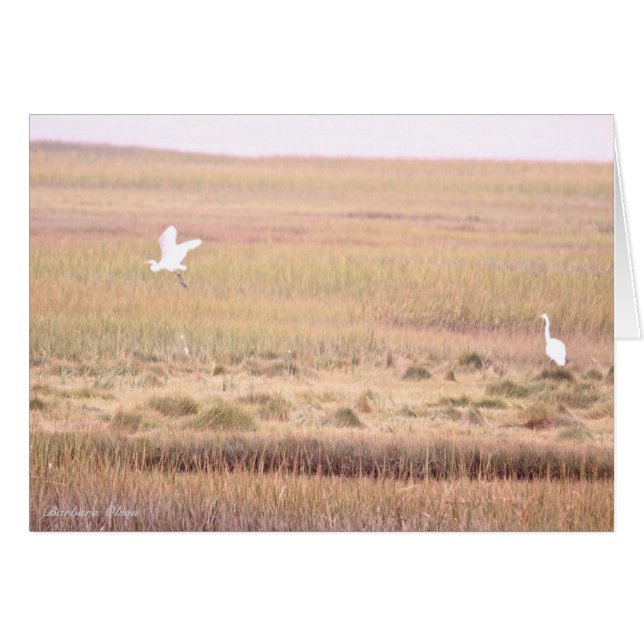 Parker River Wildlife Refuge: Plum Island Hälsningskort (Framsidan Horizontal)