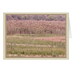 Parker River Wildlife Refuge: Plum Island Hälsningskort
