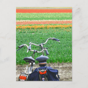 Parkerade cyklar Vår Tulip Flower Fält vycard Vykort