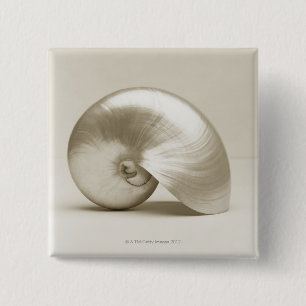 Pärlemorfärg Nautilussnäckskal Knapp