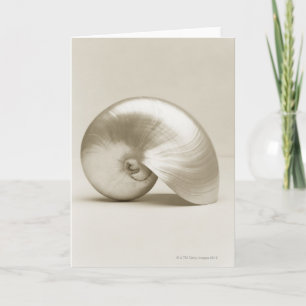 Pärlemorfärg Nautilussnäckskal Kort