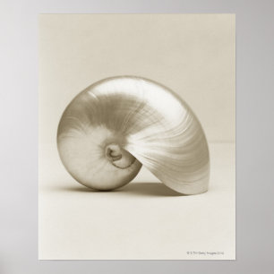 Pärlemorfärg Nautilussnäckskal Poster