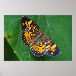 Pärlemorfärg växande fjärilsaffisch poster