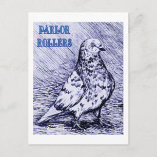 Parlor Roller Pigeon Vykort