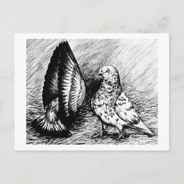 Parlor Roller Pigeons Vykort (Framsida)