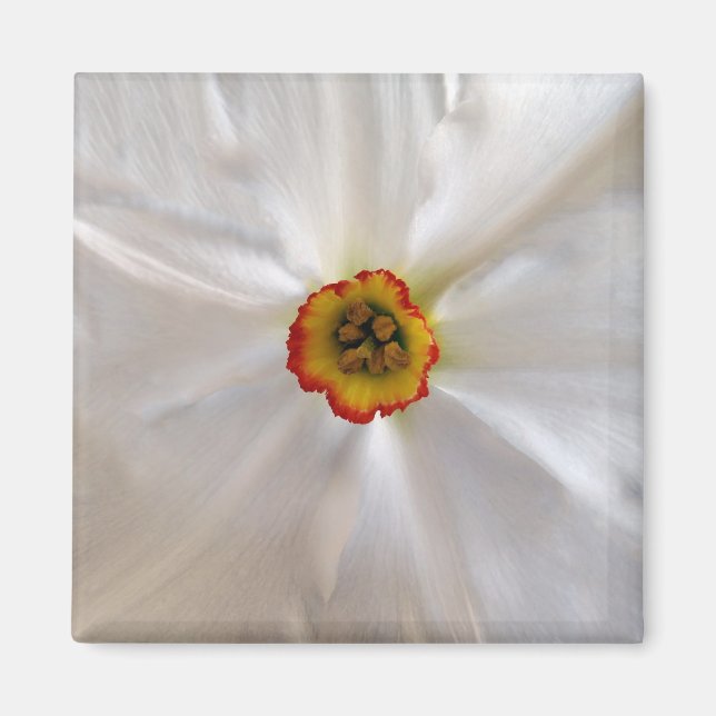 pärlvita narcissar magnet (Framsidan)
