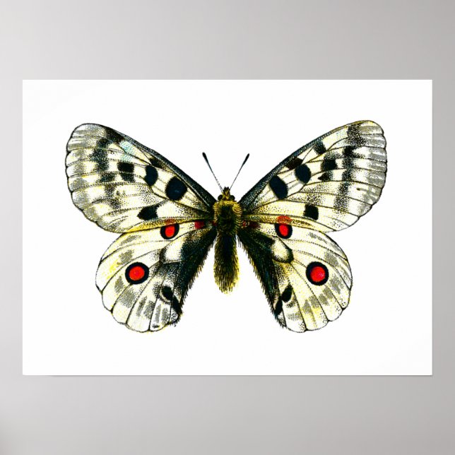 Parnassius apollo butterfly poster (Framsidan)