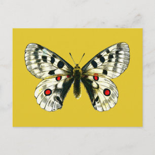 Parnassius apollo fjäril vykort