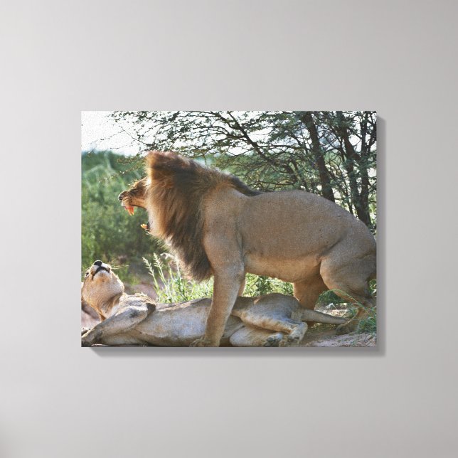 parning av lejon, Panthera leo, Kgalagadi Canvastryck (Framsida)