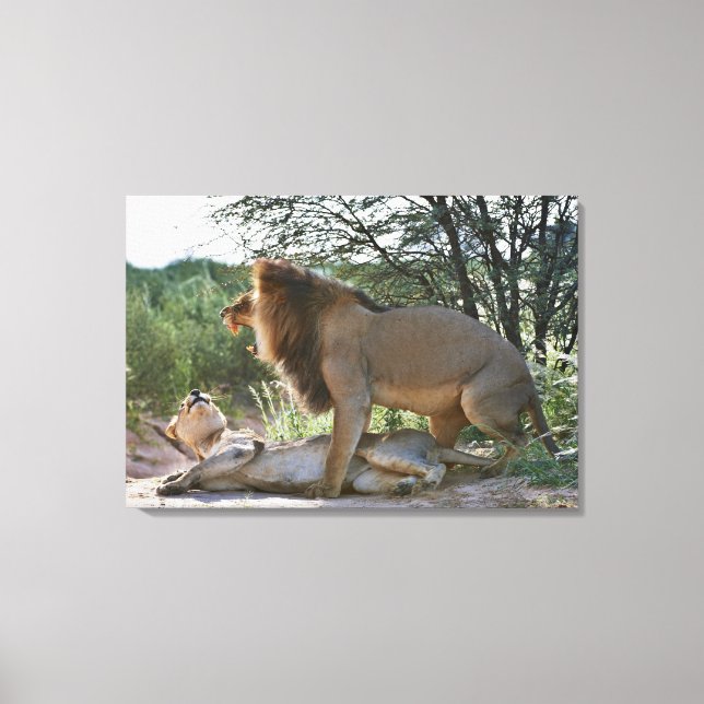 parning av lejon, Panthera leo, Kgalagadi Canvastryck (Framsida)