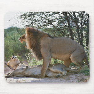 parning av lejon, Panthera leo, Kgalagadi Musmatta