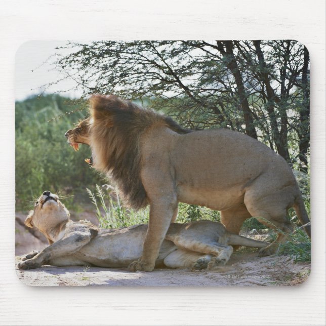 parning av lejon, Panthera leo, Kgalagadi Musmatta (Framsidan)