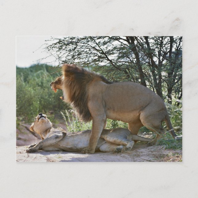 parning av lejon, Panthera leo, Kgalagadi Vykort (Framsida)