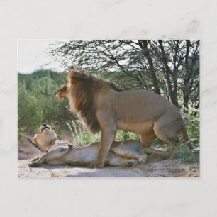 parning av lejon, Panthera leo, Kgalagadi Vykort