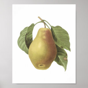 päron (Pyrus sp.) av Redouté Poster