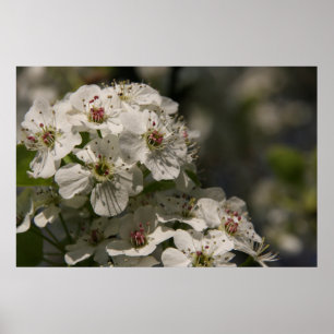 PäronBlommar Poster