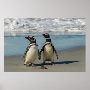 Pärondelar på stranden poster