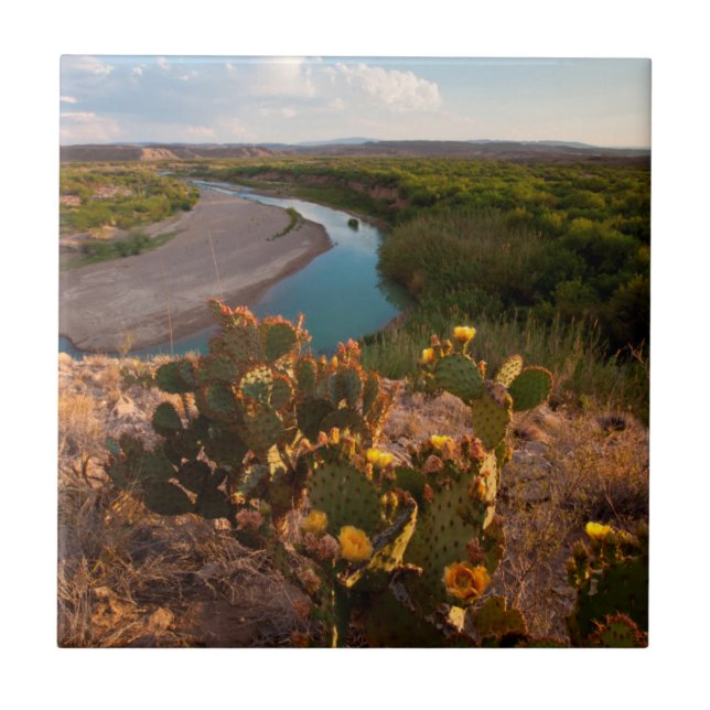 Päronkaktus (Opuntia Sp.) Kakelplatta (Framsidan)
