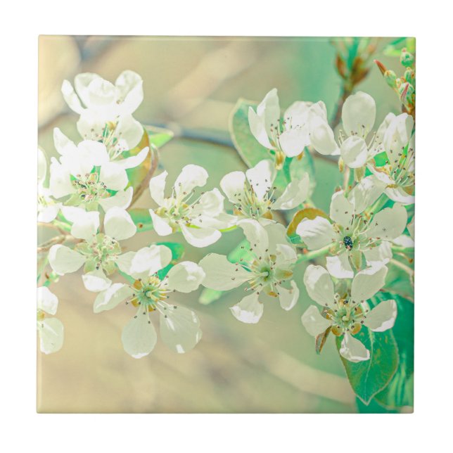 Päronträd vår positiva vibbar blad blommor kakelplatta (Framsidan)