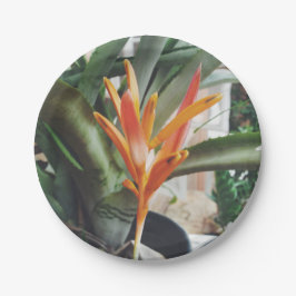 Parotens bröst Heliconia Perennial Herb
