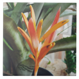 Parotens bröst Heliconia Perennial Herb Kakelplatta