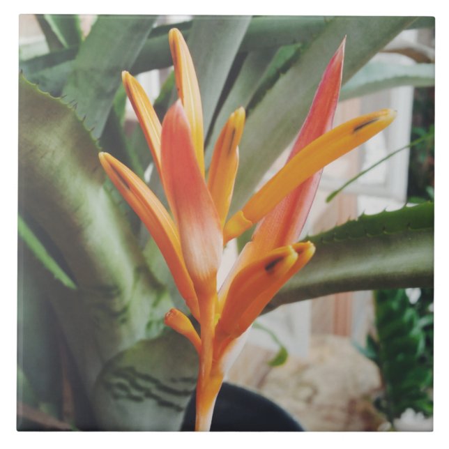 Parotens bröst Heliconia Perennial Herb Kakelplatta (Framsidan)