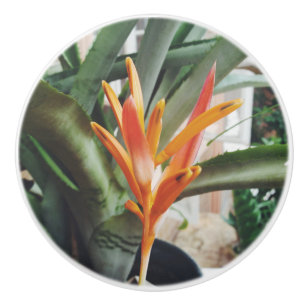 Parotens bröst Heliconia Perennial Herb Knopp