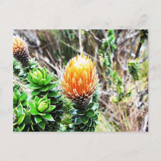 Parque Las Cajas, Ecuador Vykort (Framsida)