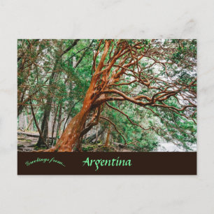 Parque Nacional Los Alerces Chubut Argentina Vykort