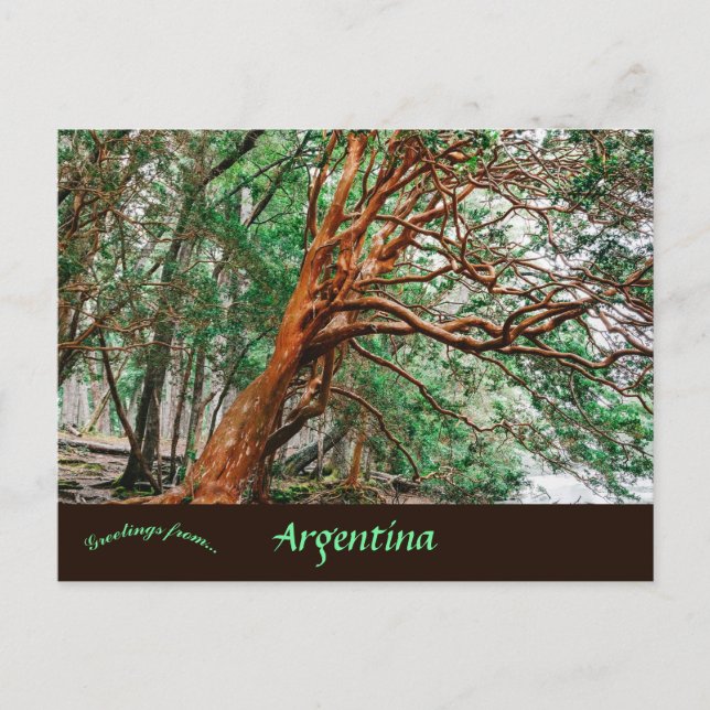 Parque Nacional Los Alerces Chubut Argentina Vykort (Framsida)