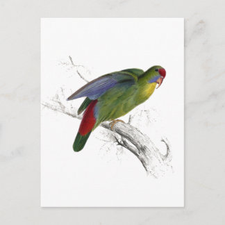 Parrakeet med rödfronter vykort