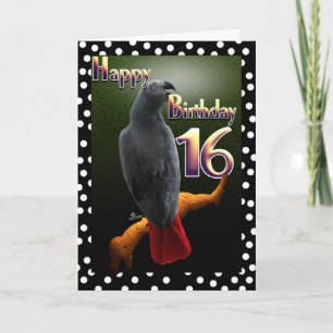 Parrot African Grått Birthday 16 Birthday Kort