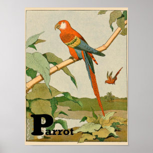Parrot Alphabet Animal i Jungle Poster