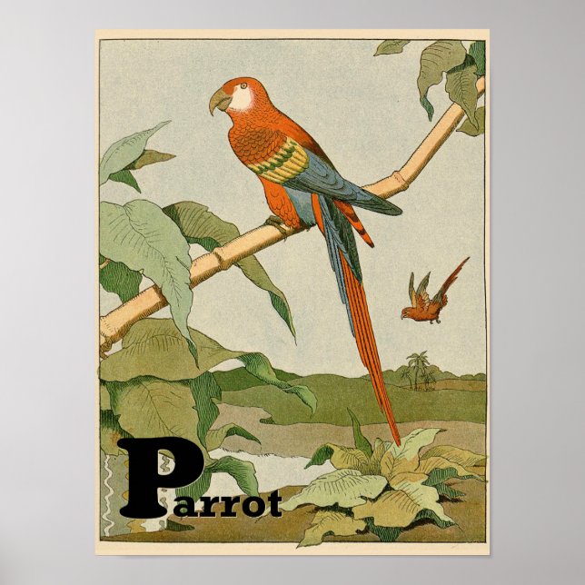 Parrot Alphabet Animal i Jungle Poster (Framsidan)