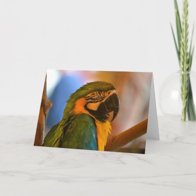 Parrot-anteckningskort Kort (Framsida)