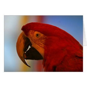 Parrot-anteckningskort OBS Kort