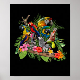 Parrot Bird African Grått Parrot Cockatiel Poster