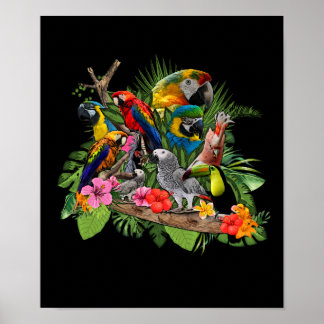 Parrot Bird African Grått Parrot Cockatiel Poster