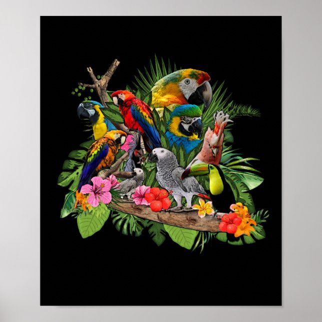 Parrot Bird African Grått Parrot Cockatiel Poster (Framsidan)