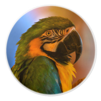 Parrot Ceramic Knob Knopp