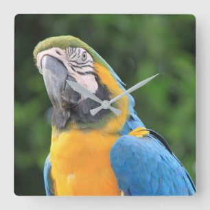 Parrot Clock Fyrkantig Klocka