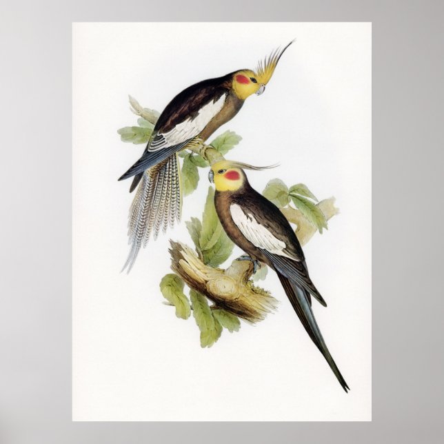 Parrot Cockatoo Cockatiel Art Poster (Framsidan)