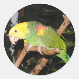 Parrot-dekal Runt Klistermärke