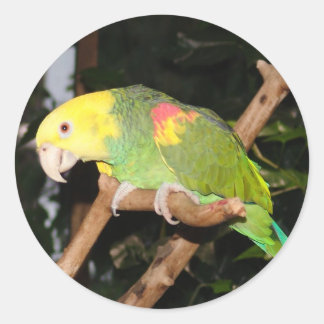 Parrot-dekal Runt Klistermärke