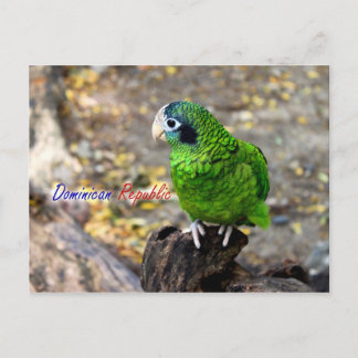 Parrot Dominikanska republiken PostCard Vykort