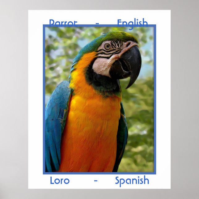 Parrot English, Loro Spain Poster (Framsidan)