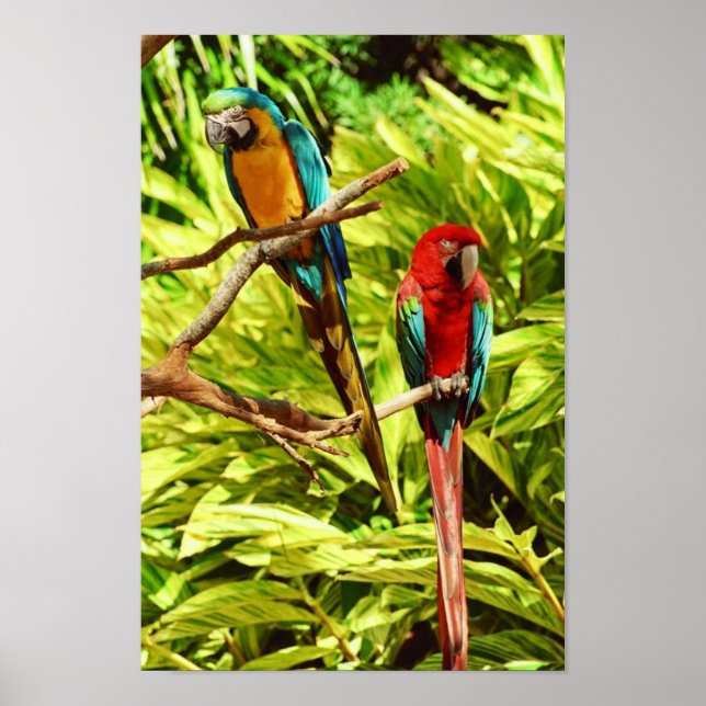 Parrot Friends Poster (Framsidan)