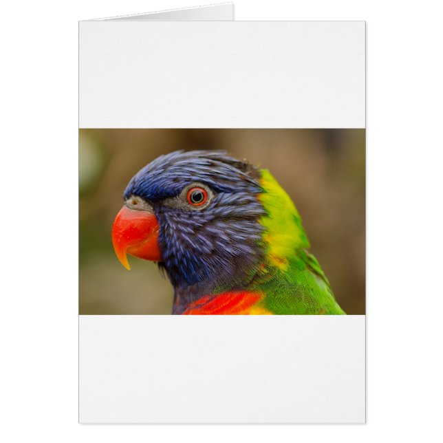 Parrot Hälsningskort (Framsidan)